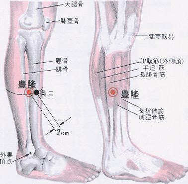 風龍穴|醫砭 » 經穴庫 » 豐隆